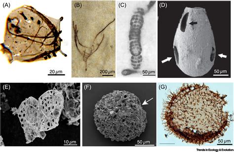 First Eukaryotes On Earth