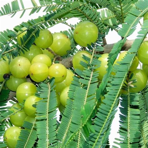 Amla Seeds Emblica officinalis Packet of 10 Seeds Palm | Etsy