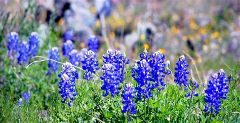 Texas State Flower ~ my photograph | Flowers, Photography, Garden