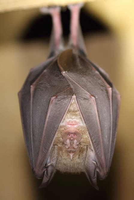 Greater horseshoe bat | The Wildlife Trusts