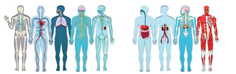 Learn About the Organ Systems in the Human Body