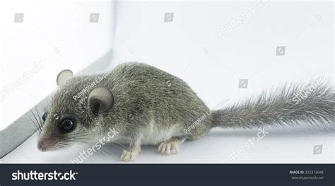 African Pygmy Dormouse Stand Next Light Stock Photo 322313048 | Shutterstock