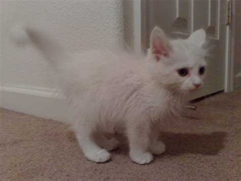 File:Angora Kitten.jpg - Wikimedia Commons