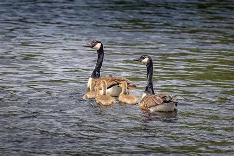 Geese on the Water · Free Stock Photo