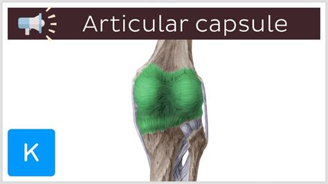 Articular capsule | Anatomical Terms Pronunciation by Kenhub - YouTube