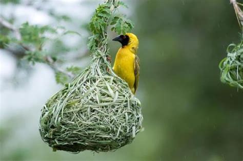 Weaver bird 1 - Wander Lord