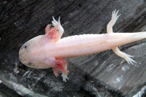 Axolotls as Pets: Cost to Get One, Ease of Care, and Limb Regrowth ...