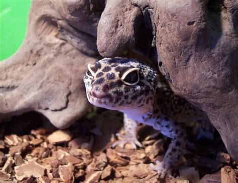 Beginner's Guide To Caring For An African Fat-Tailed Gecko - Everything Reptiles