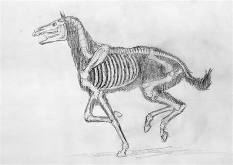 Horse Skeleton by Poniker on DeviantArt