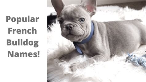 Popular French Bulldog Names - The French Bulldog