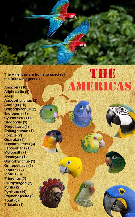 Where Do Parrots Come From? - Page #3