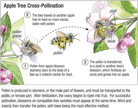 CORONA APICULTORES: EL EFECTO POLINIZADOR DE LAS ABEJAS