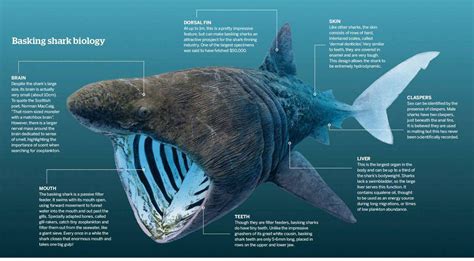 Basking Shark Biology - BBC Wildlife Magazine | Scribd