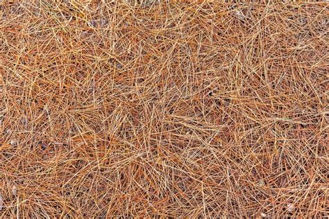 6 Benefits of Pine Straw Mulch | Lee's Nursery & Landscaping