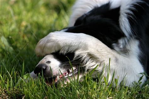 Canine Oral Papilloma Virus: Knowing the Signs and Risks | Lone Tree Veterinary Medical Center