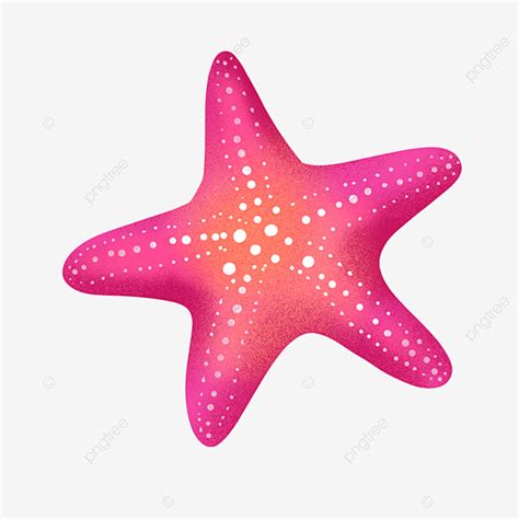 Red Starfish PNG Transparent, A Rose Red Starfish, Starfish, Rose Red, Summer PNG Image For Free ...