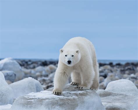 A Polar Bear Watching Journey Unlike Any Other | Entrée Destinations