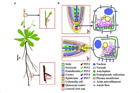 19+ Diagram Of Root Tip - SuzanneCraig