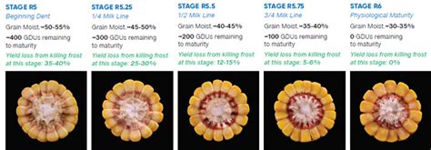 Corn Drydown and Maturity | Dairyland Seed Co.