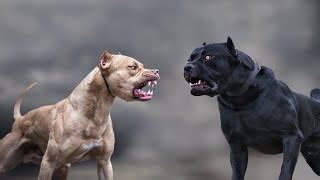 Cane Corso Vs Pitbull Fight