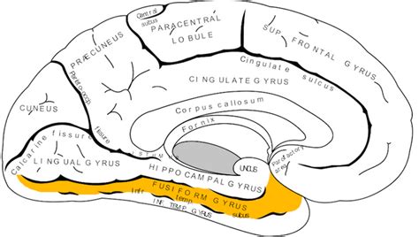 Fusiform Face Area Diagram