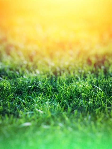 Real Grass VS Synthetic Grass: Which Is Really Better? · Life Made Easier