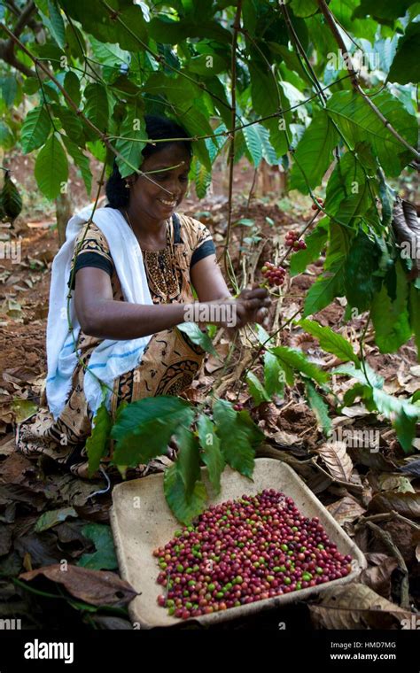 Coffee plantation india hi-res stock photography and images - Alamy