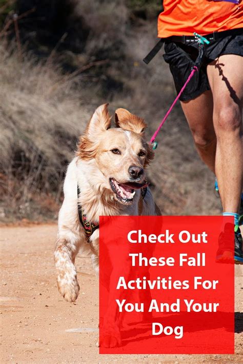 Things To Do With Your Dog In The Fall | Dog activities, Your dog, Dogs