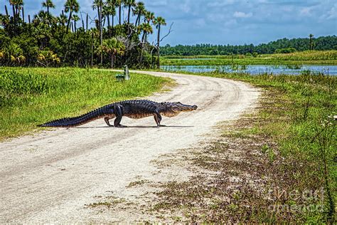 Alligator Crossing Photograph by Felix Lai - Pixels