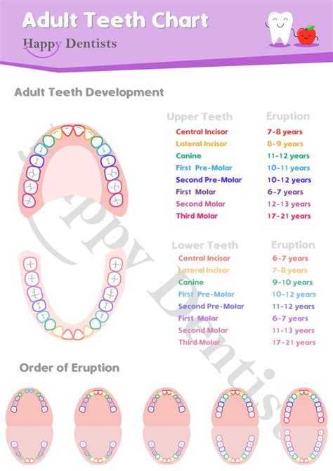 Adult Tooth Chart | Happy Dentists