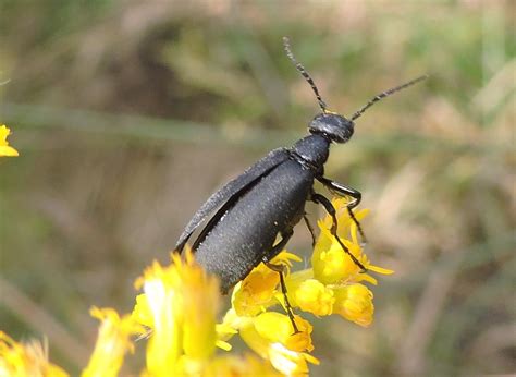 Springfield Plateau: Black Blister Beetle