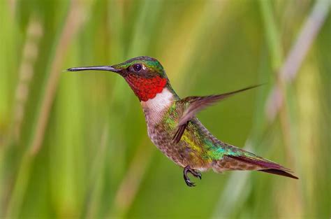 Male Ruby Throated Hummingbird Photograph by John Absher - Pixels