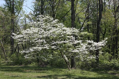 Flowering Dogwood Trees | ubicaciondepersonas.cdmx.gob.mx