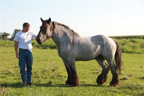 Predator Friendly Ranching : Brabant Horses