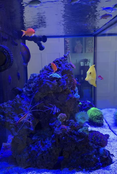 Nitrate Test | REEF2REEF Saltwater and Reef Aquarium Forum