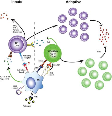 Antigen-specific effector memory CD4+ T cells recruit NK cells as effector cells in adaptive ...