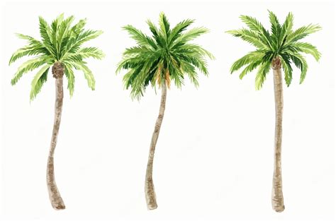 Premium Vector | Palm trees painted in watercolor