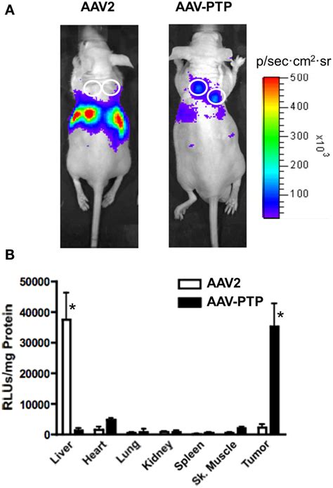 AAV-PTP selectively targets PDAC tumors in vivo. (A) Bioluminescence ...