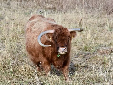 25 Stunning Brown Cow Breeds (The Ultimate Guide)