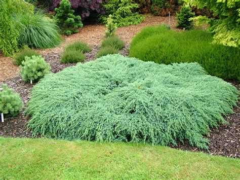 Juniperus squamata 'Blue Carpet' : Grows on You