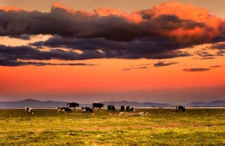 Cool as a cow | neel asked me to post a cow shot. So, I had … | Flickr