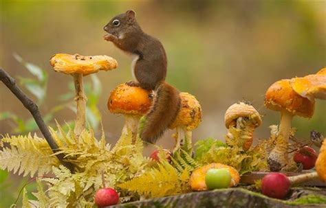 31 Animals that Simply Love the Autumn | Cute overload - BabaMail