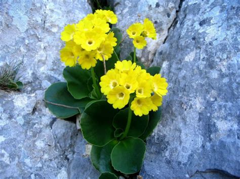 Primula auricula (Auricula Primrose) - World of Flowering Plants