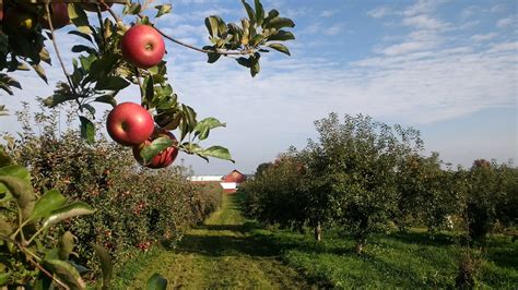 Apple Barn Orchard & Winery - Farm Fresh Atlas