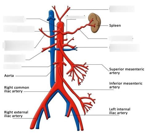 Trunk arteries Diagram | Quizlet