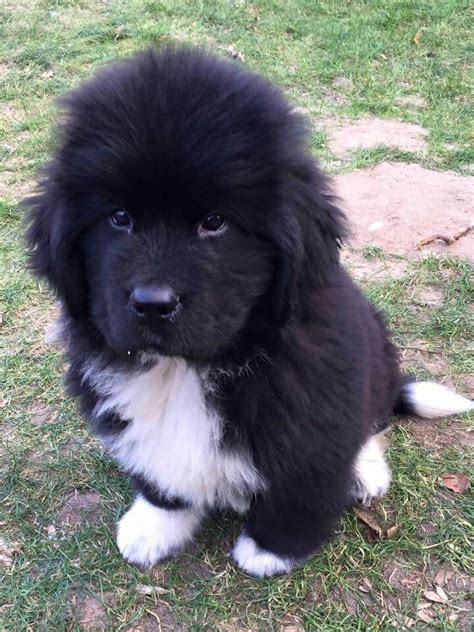 Newfoundland puppies, Fluffy dogs, Cute dogs