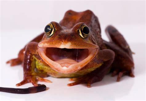 Funny face from a frog by AngiWallace on DeviantArt