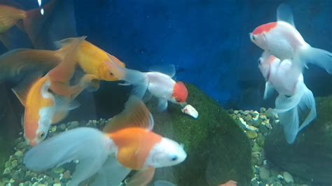 feeding goldfish - YouTube