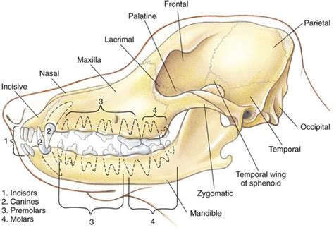 Management of Specific Fractures | Veterian Key