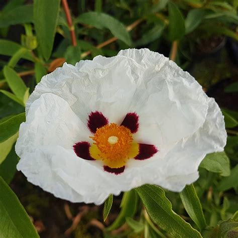 Buy rock rose Cistus × purpureus Alan Fradd: £13.99 Delivery by Crocus